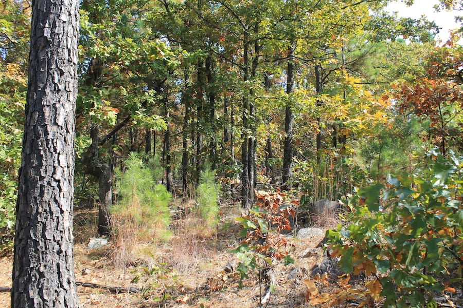 Indian Ridge – Phase III Tract 110 photo 7