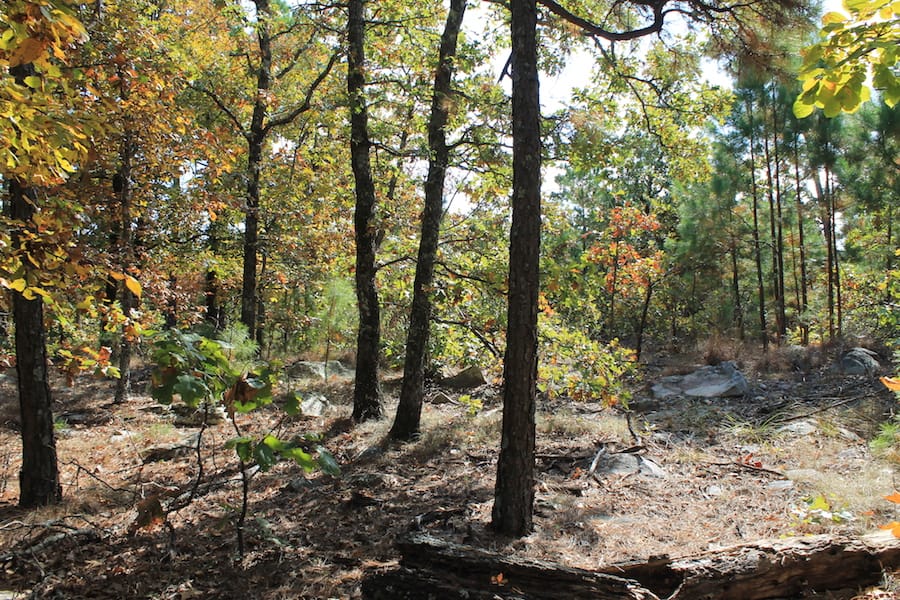 Indian Ridge – Phase III Tract 110 photo 9