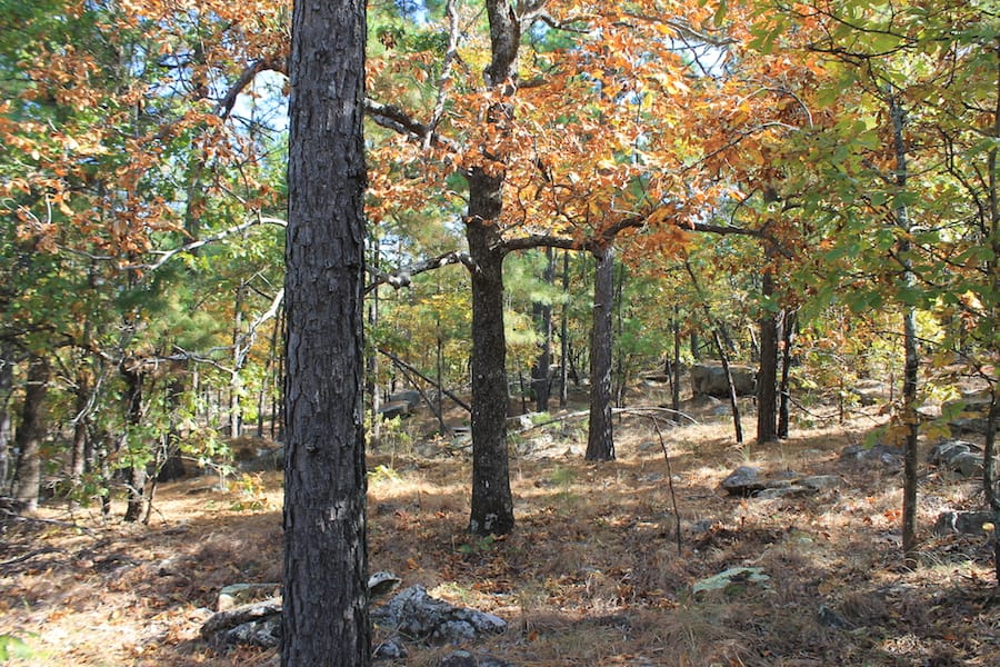 Indian Ridge – Phase III Tract 110 photo 13
