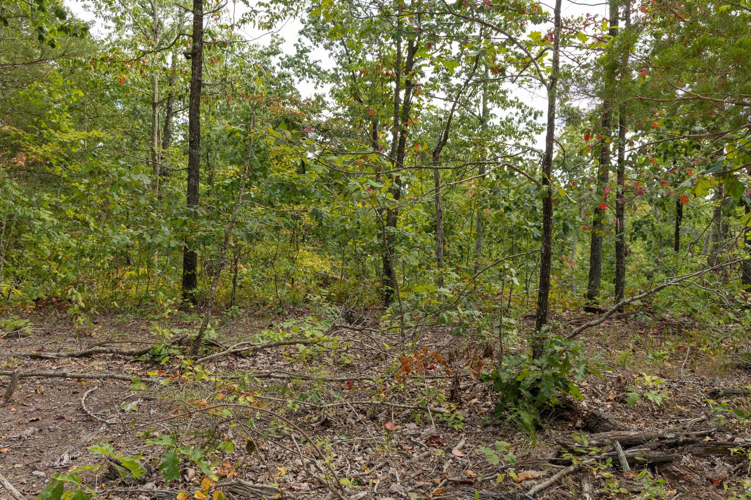 Big White Oak Tract 72 photo 6