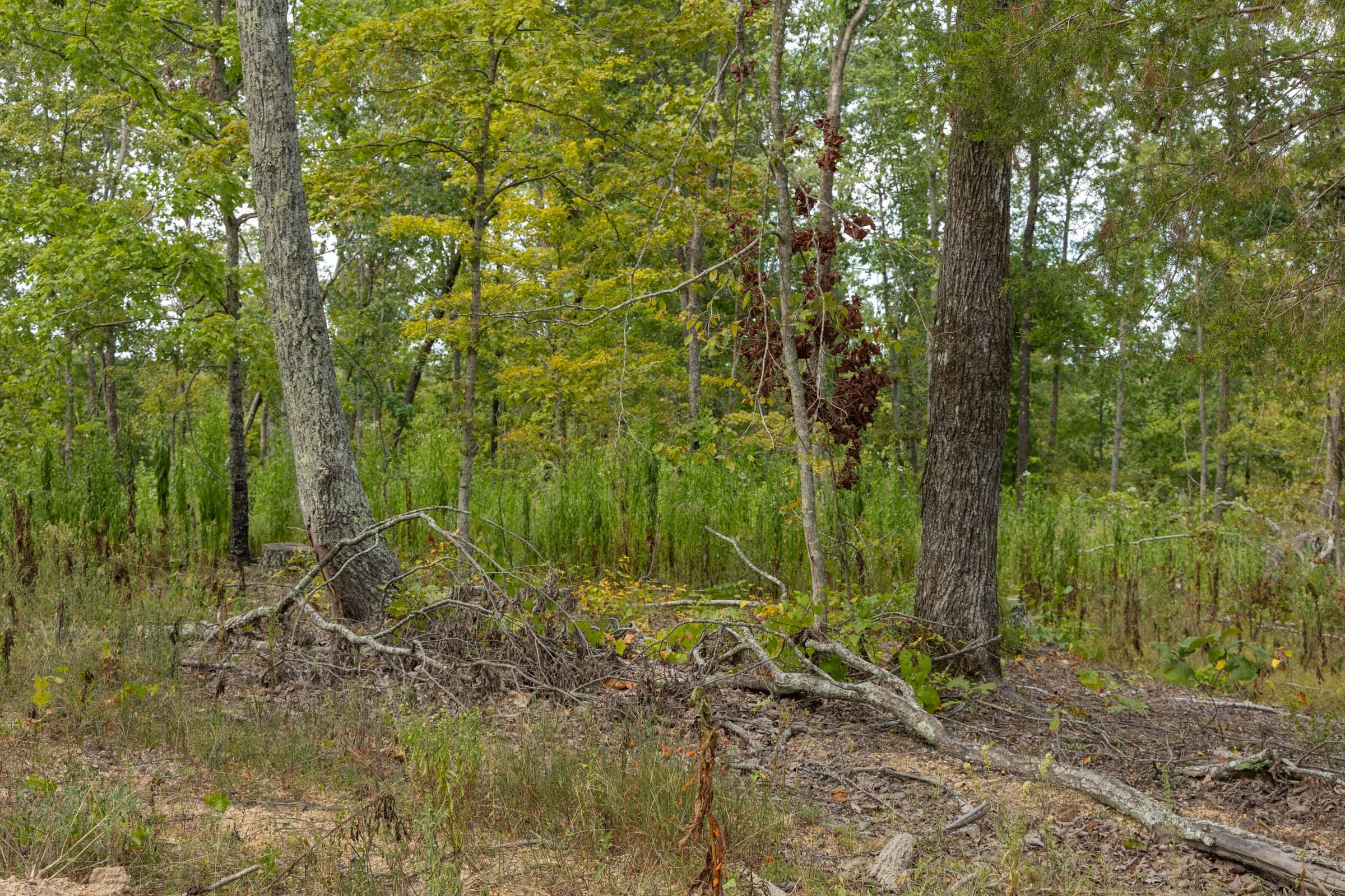 Big White Oak Tract 72 photo 5