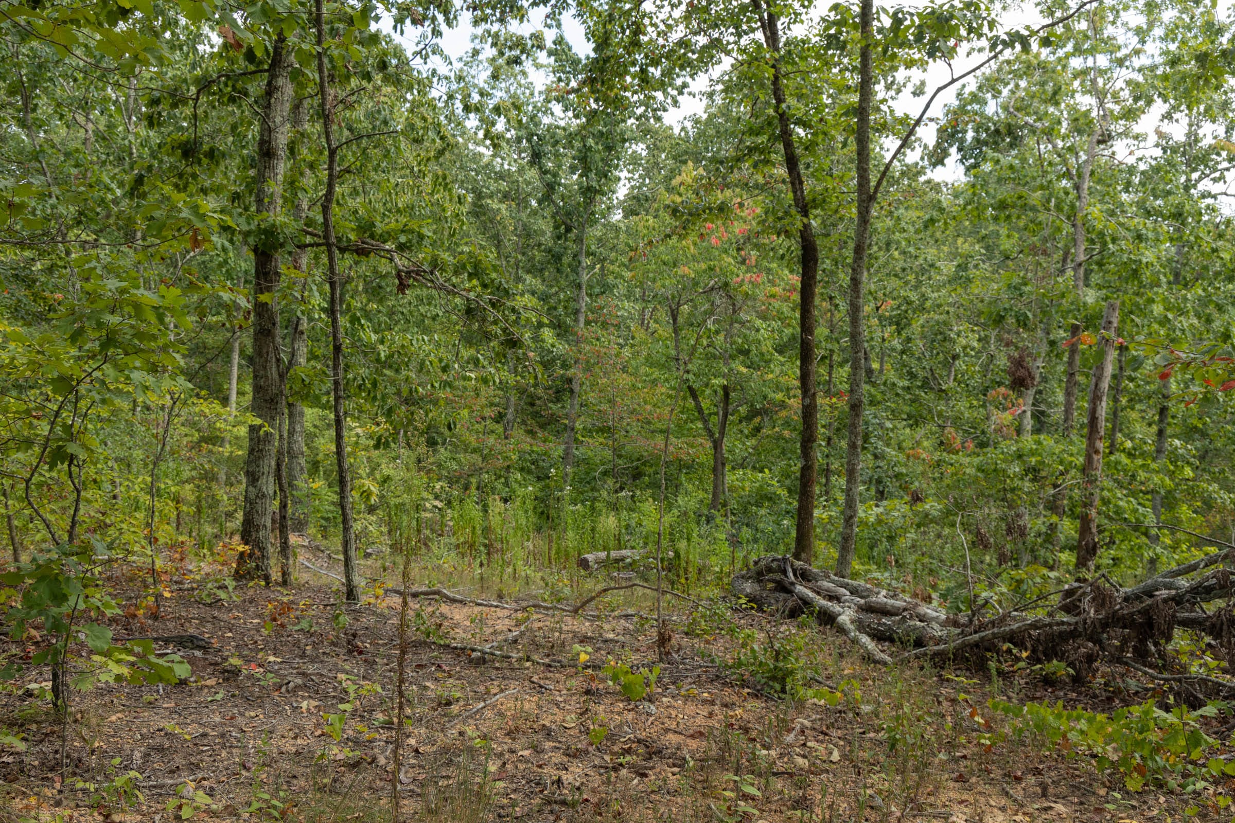 Big White Oak Tract 72 photo 2
