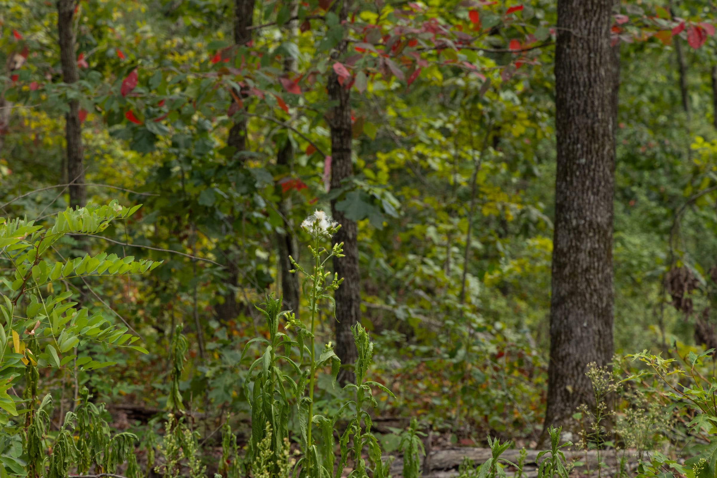 Big White Oak Tract 72 photo 4