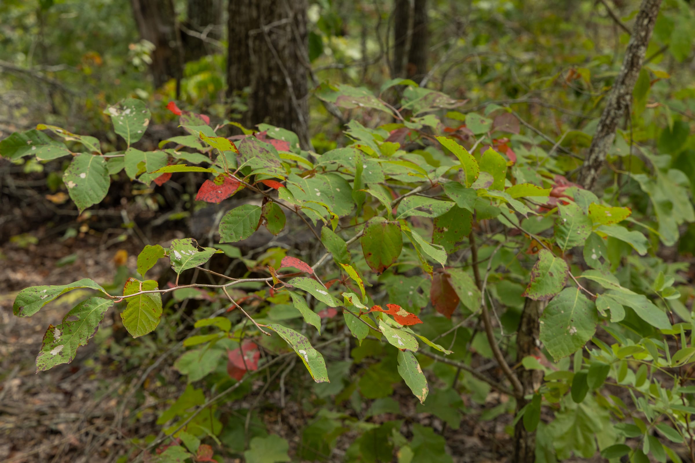 Big White Oak Tract 72 photo 7