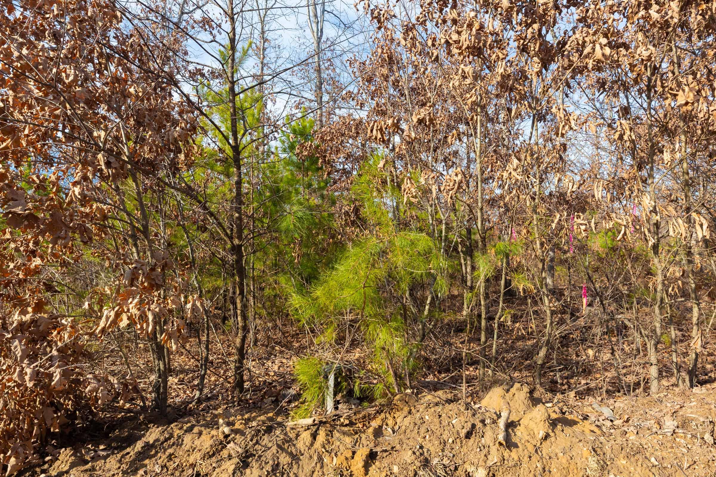 Windy Ridge Tract 6 photo 2