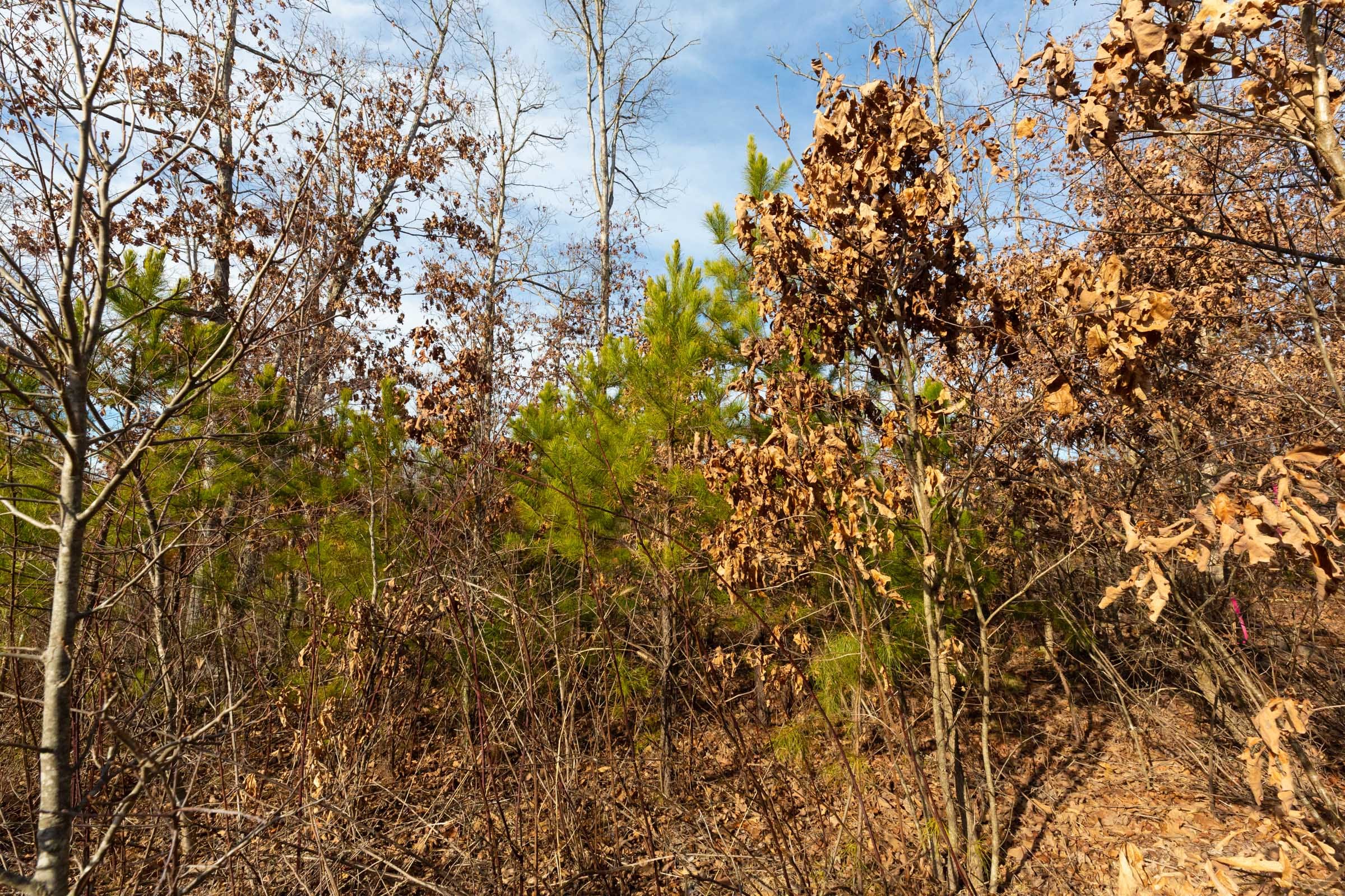 Windy Ridge Tract 6 photo 4