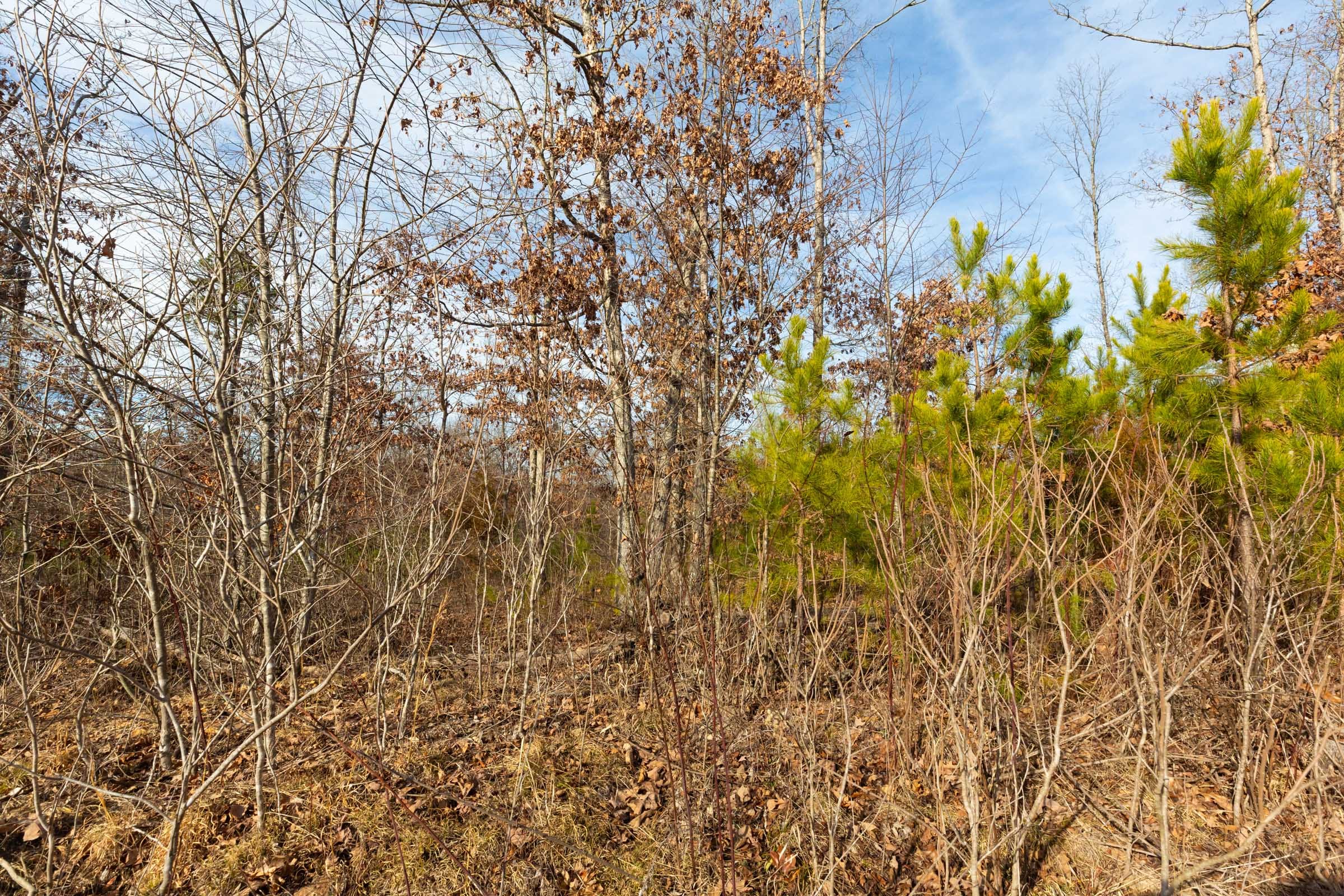 Windy Ridge Tract 6 photo 6