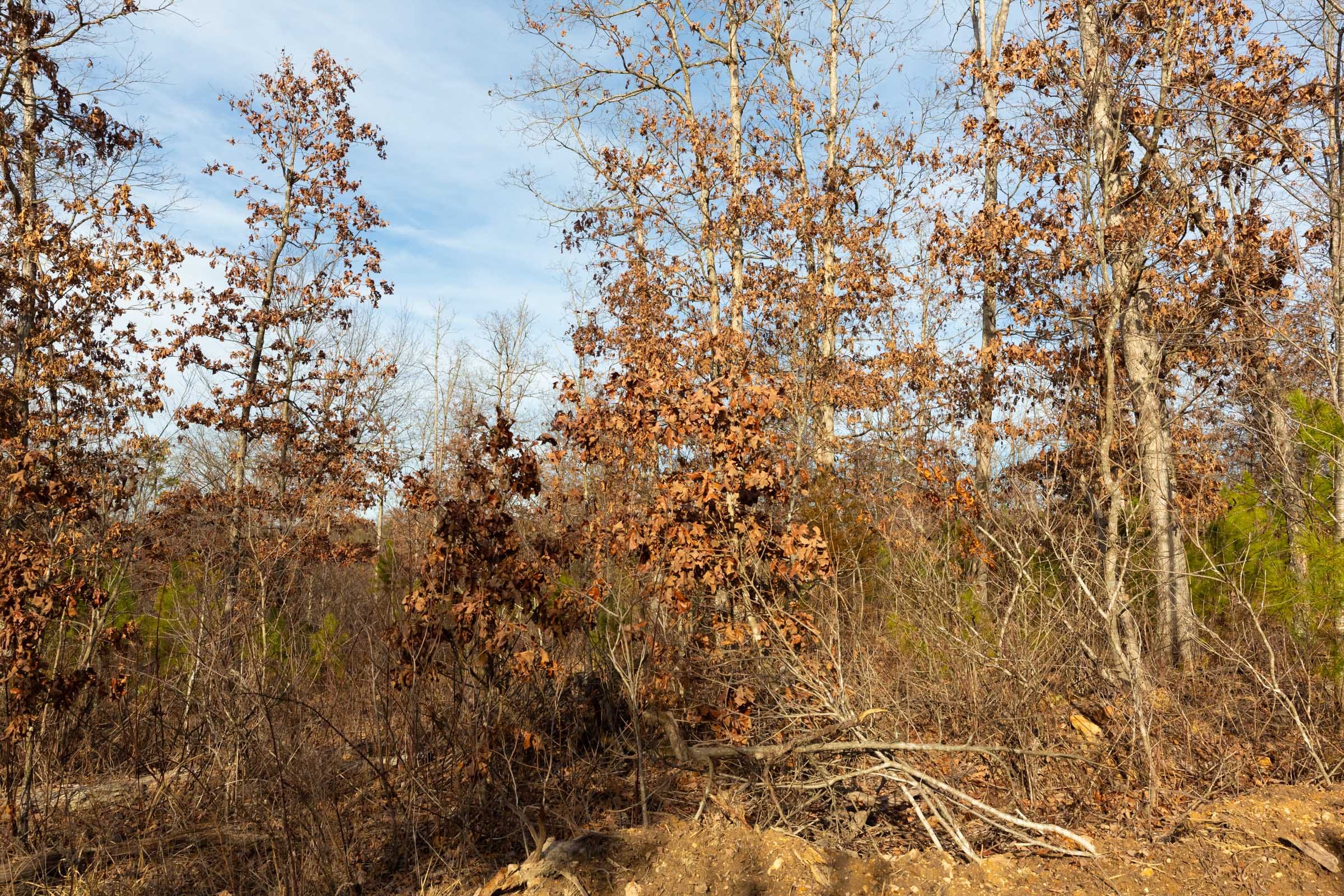 Windy Ridge Tract 6 photo 5