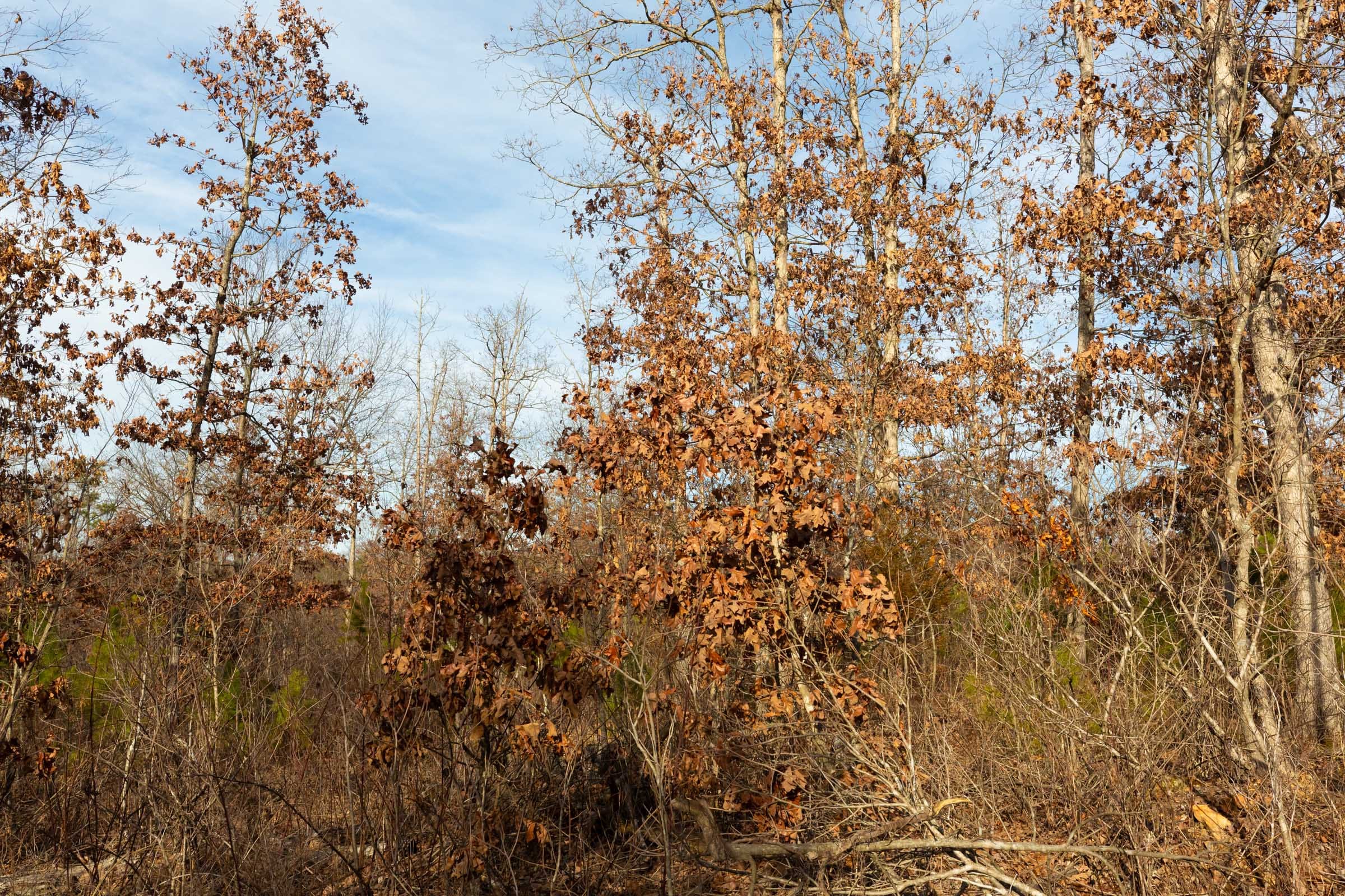 Windy Ridge Tract 6 photo 9