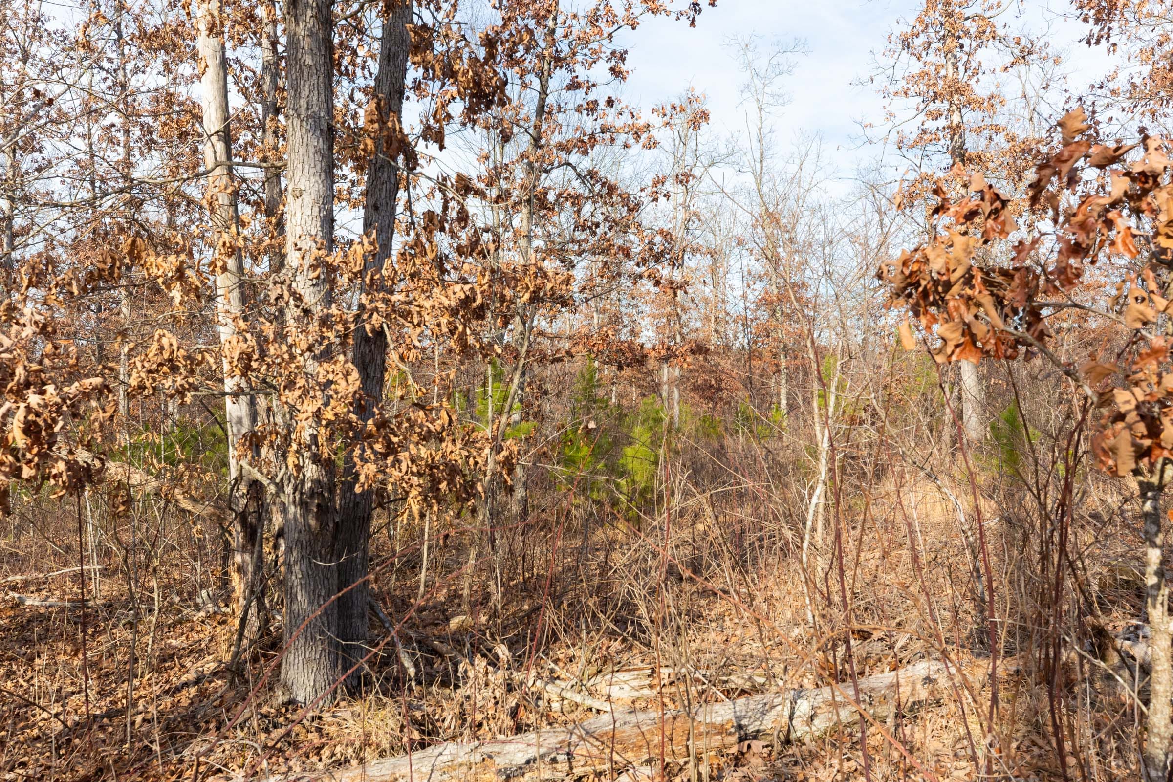 Windy Ridge Tract 6 photo 3