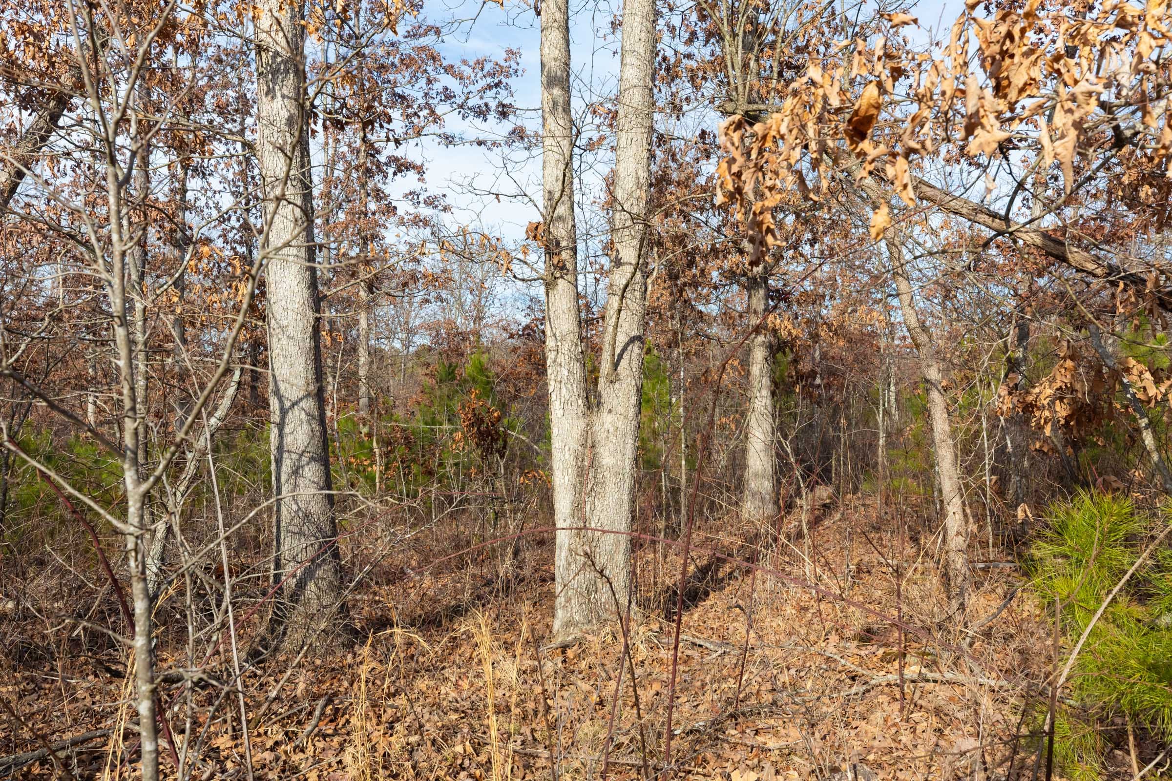 Windy Ridge Tract 6 photo 7