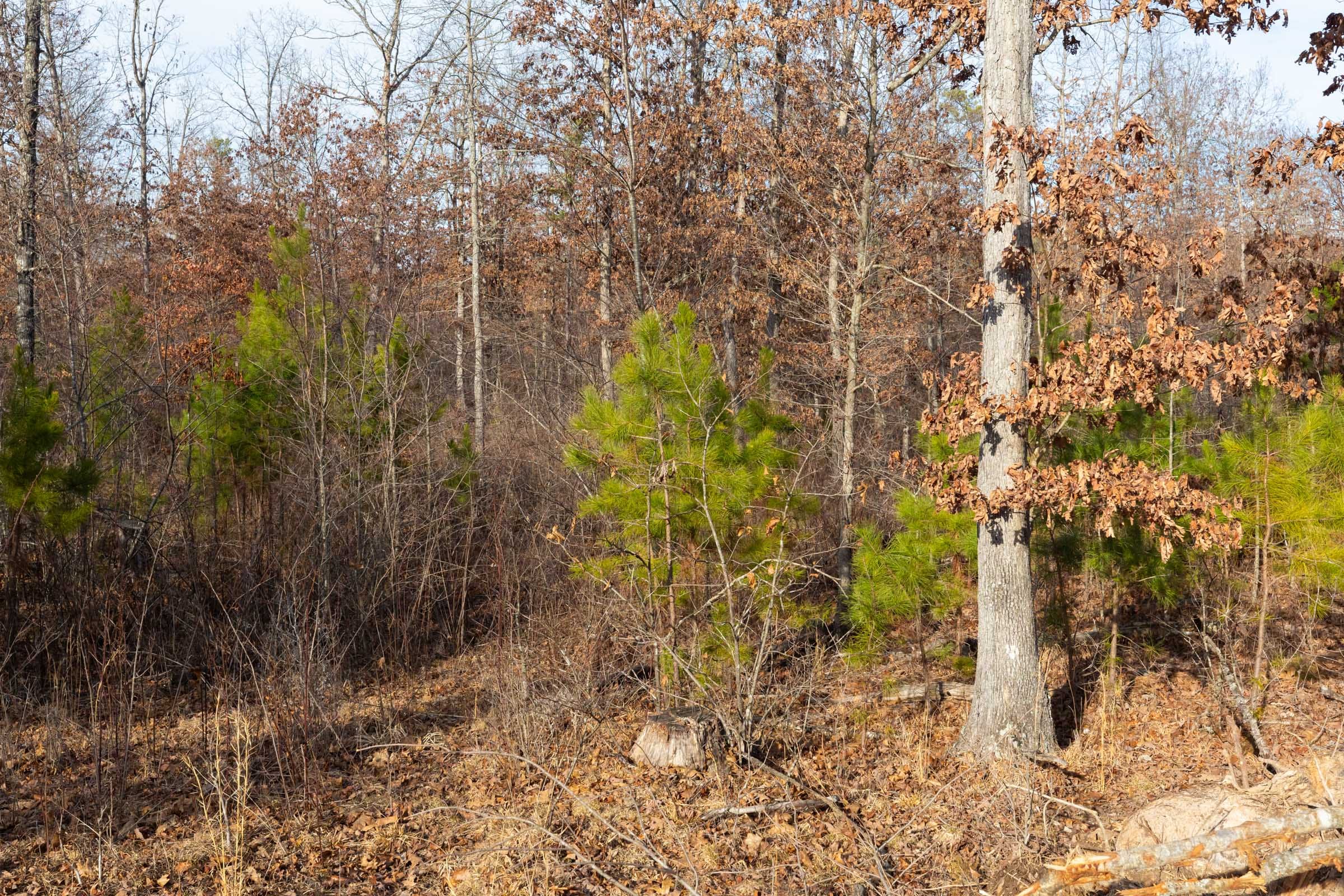 Windy Ridge Tract 6 photo 10