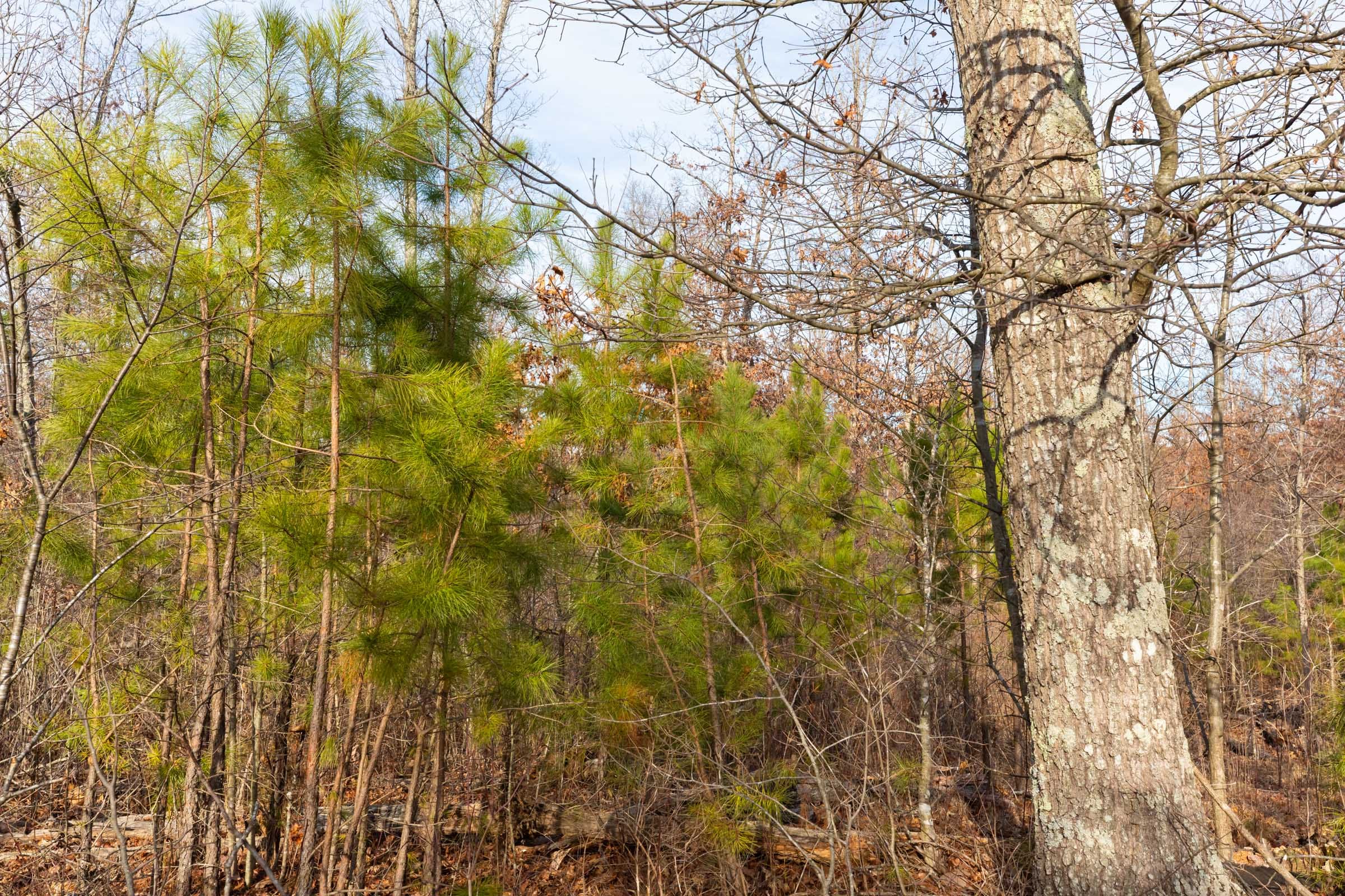 Windy Ridge Tract 6 photo 12