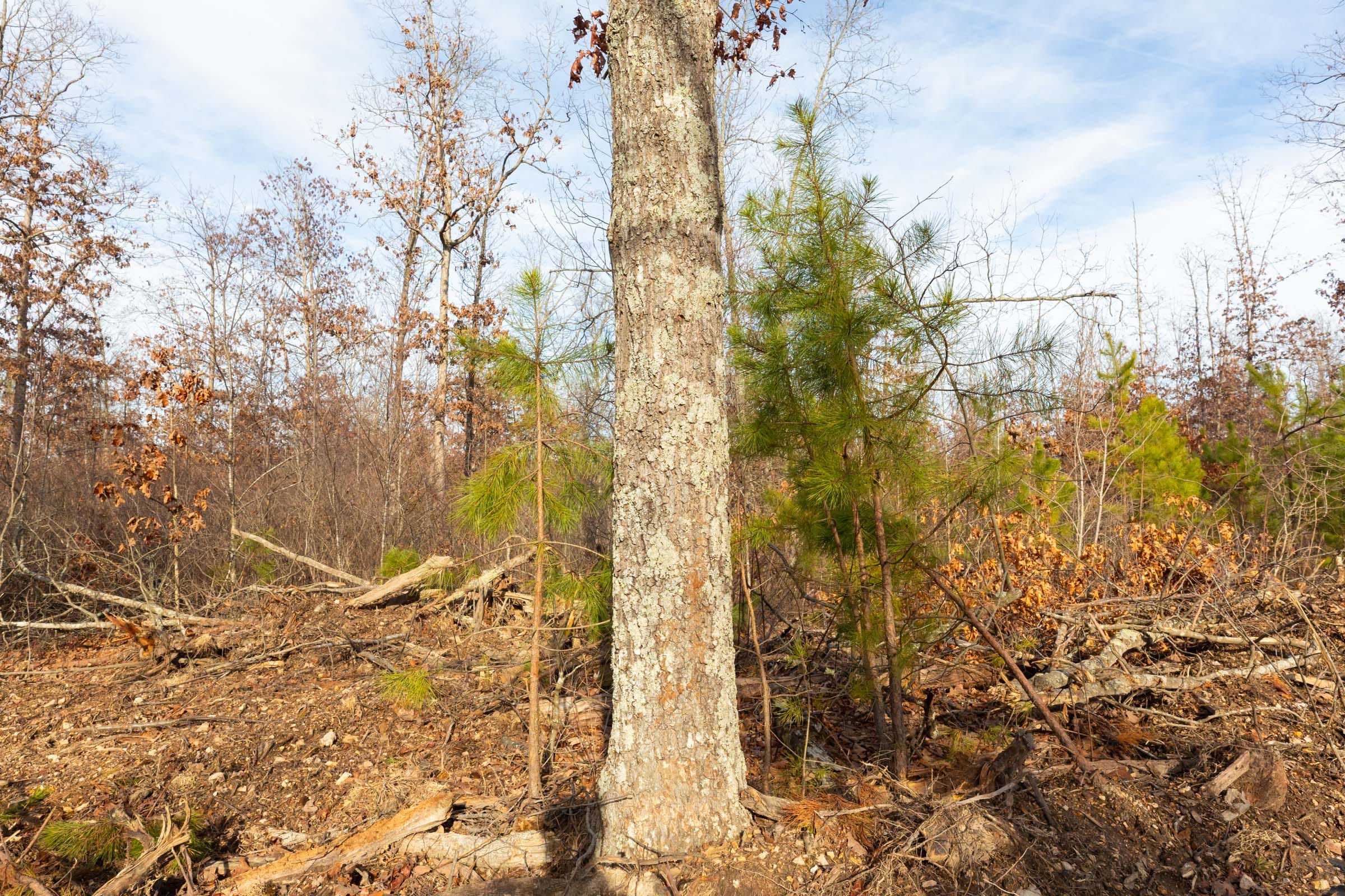 Windy Ridge Tract 6 photo 11