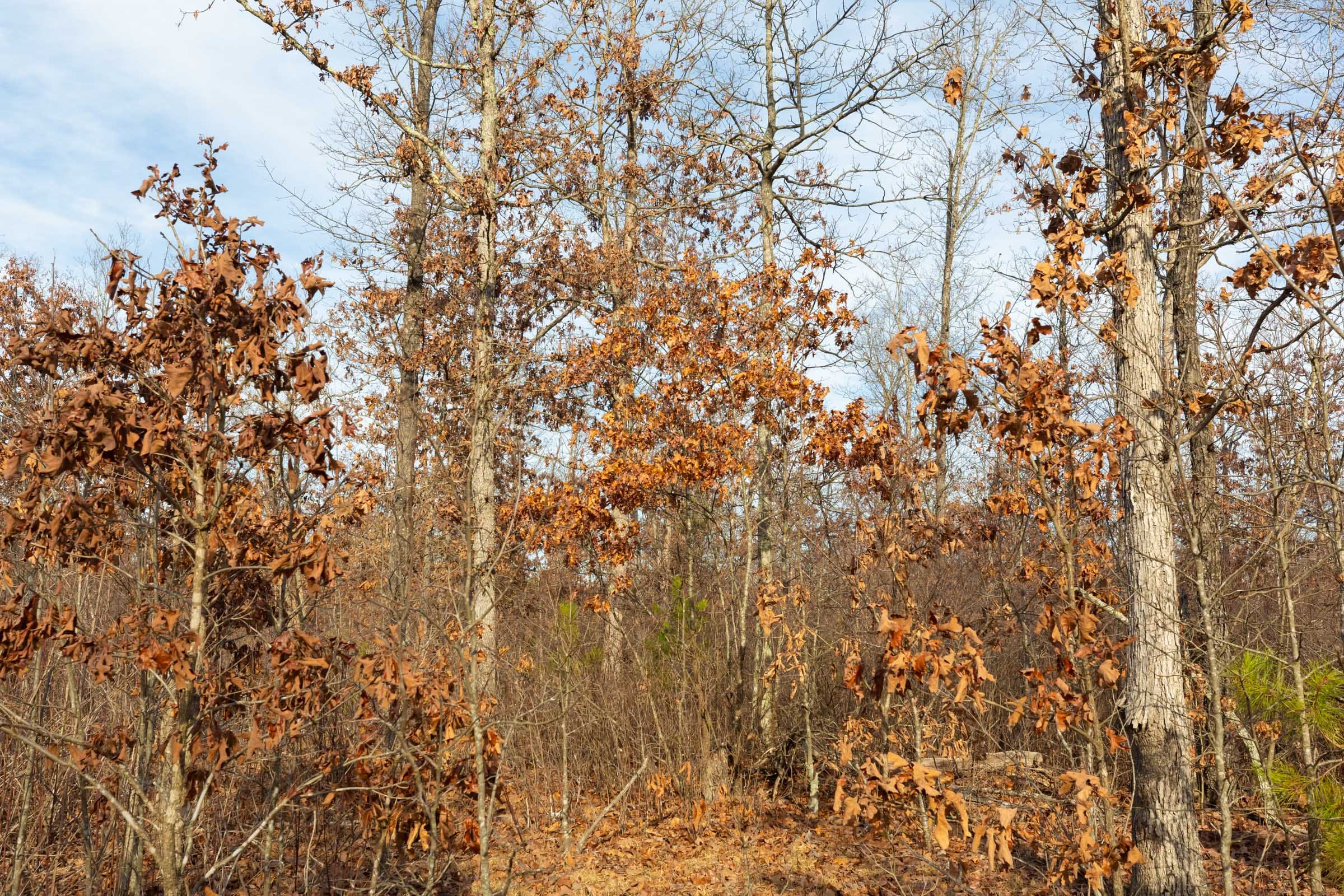 Windy Ridge Tract 6 photo 13
