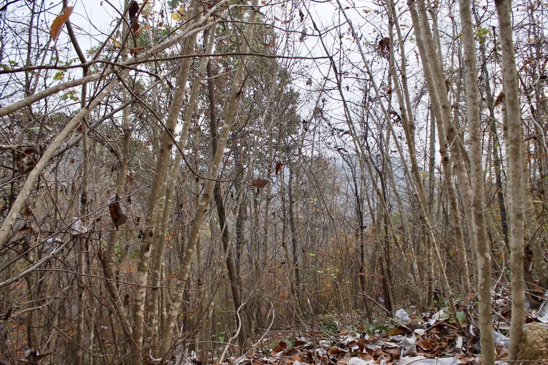 Autumn Ridge Tract 13 photo 1