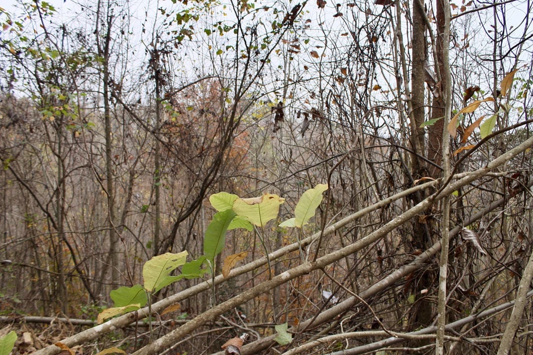 Autumn Ridge Tract 13 photo 2