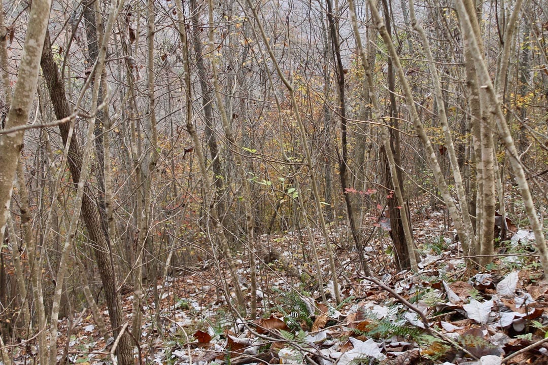 Autumn Ridge Tract 13 photo 4