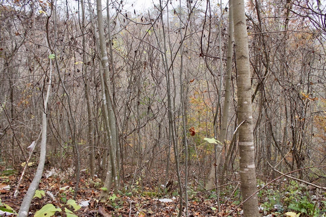 Autumn Ridge Tract 13 photo 5