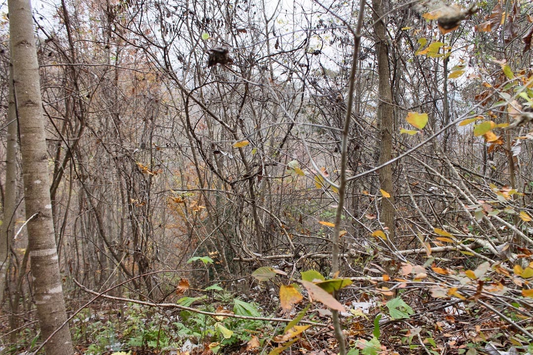 Autumn Ridge Tract 13 photo 6