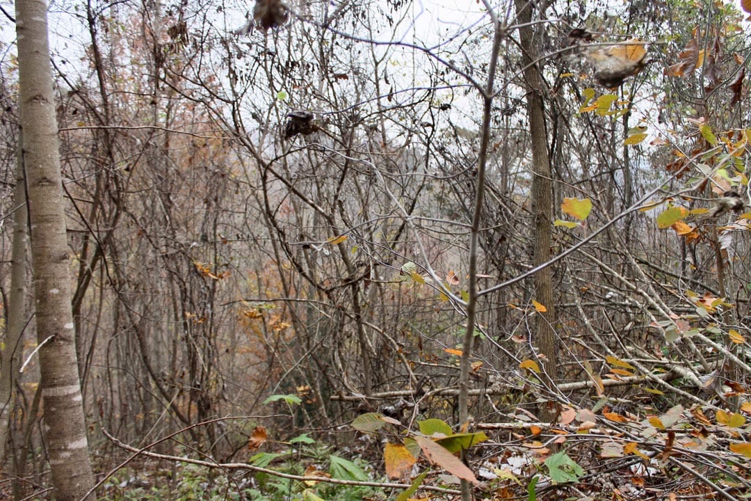 Autumn Ridge Tract 13 photo 7