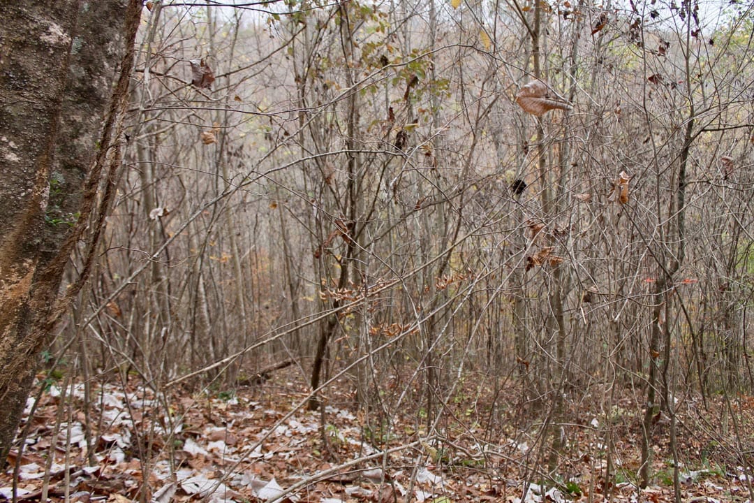 Autumn Ridge Tract 13 photo 8