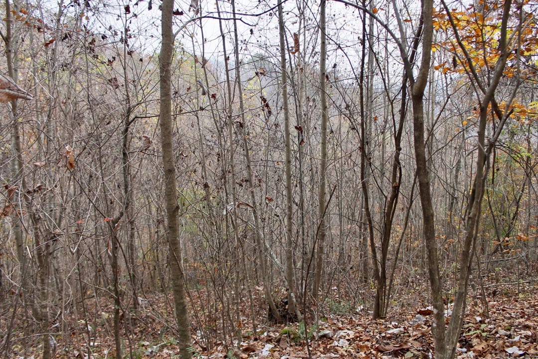 Autumn Ridge Tract 13 photo 9