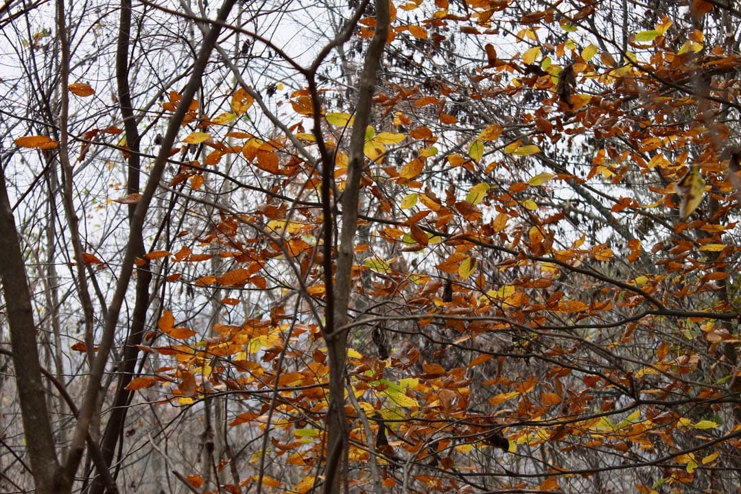 Autumn Ridge Tract 13 photo 10