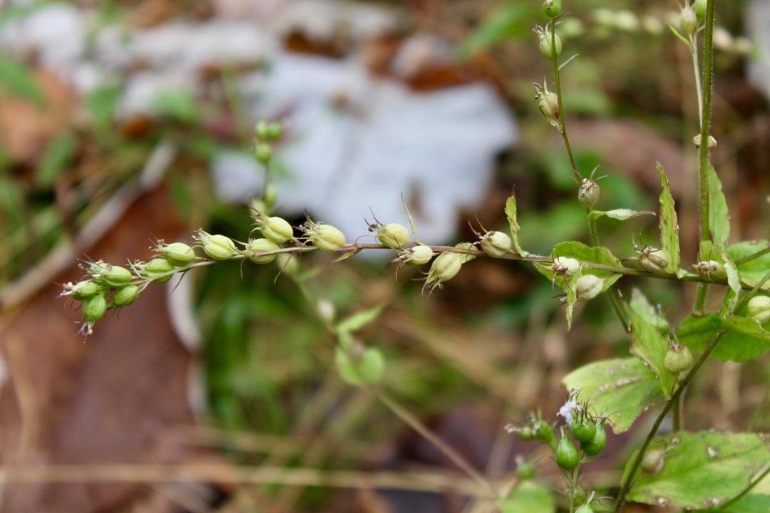 Autumn Ridge Tract 13 photo 12
