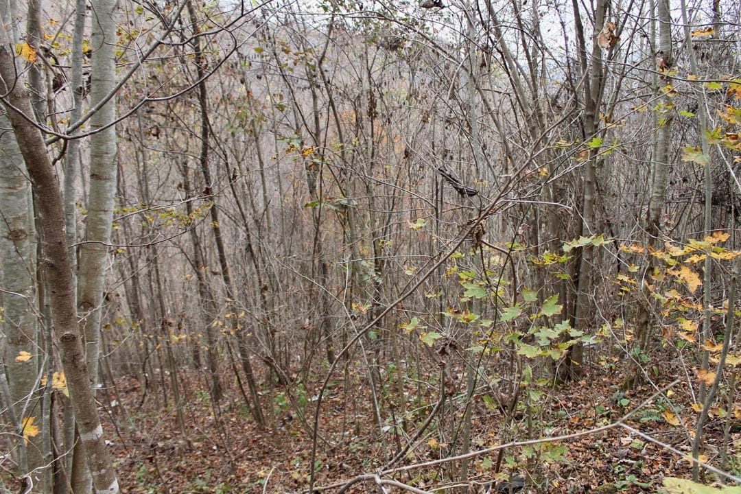 Autumn Ridge Tract 13 photo 15