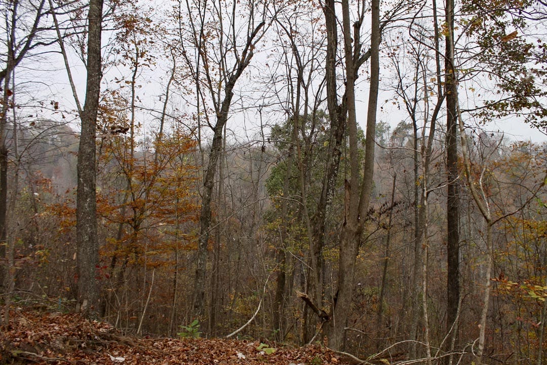 Autumn Ridge Tract 13 photo 18