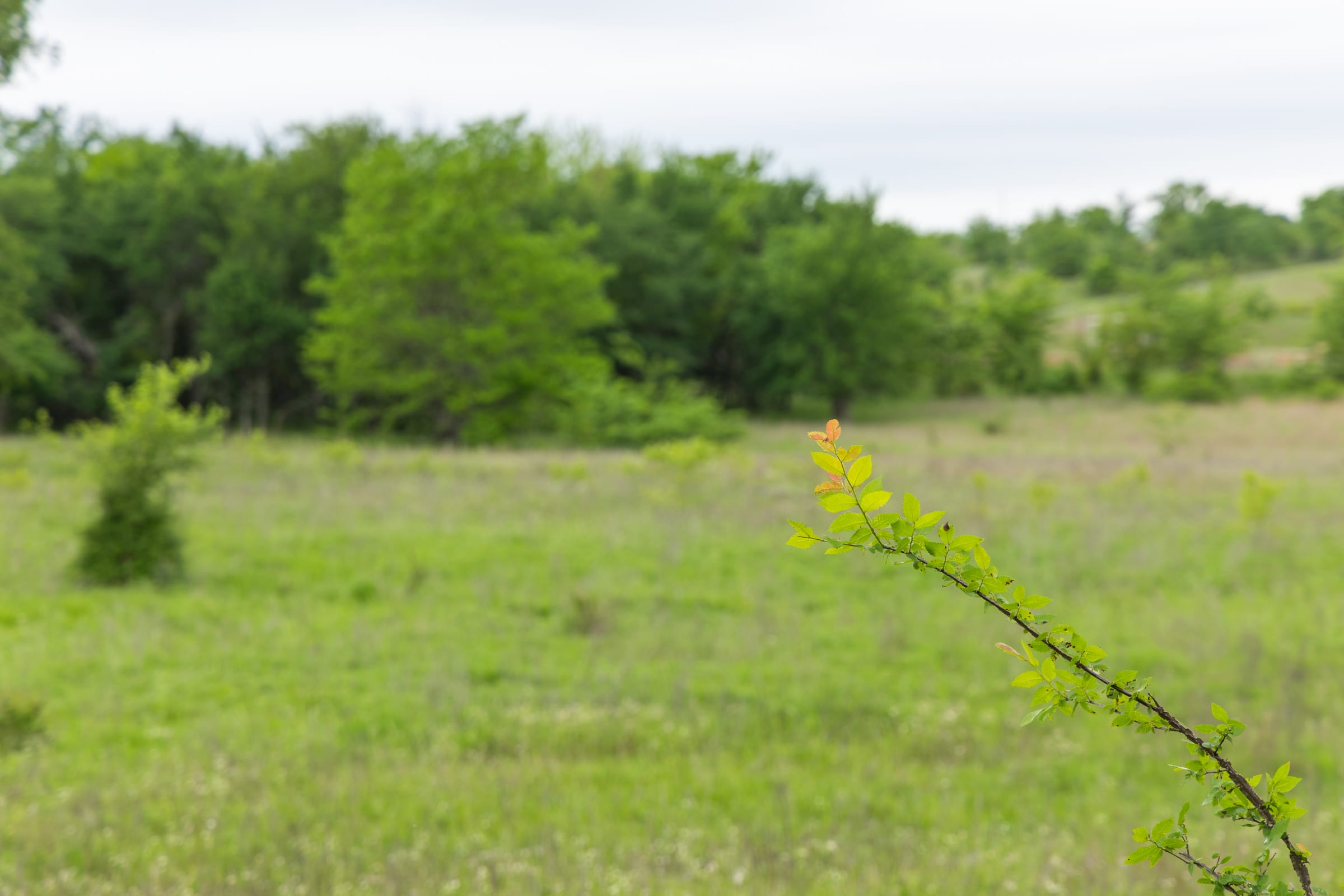 Harmony Hills Tract 13 photo 6