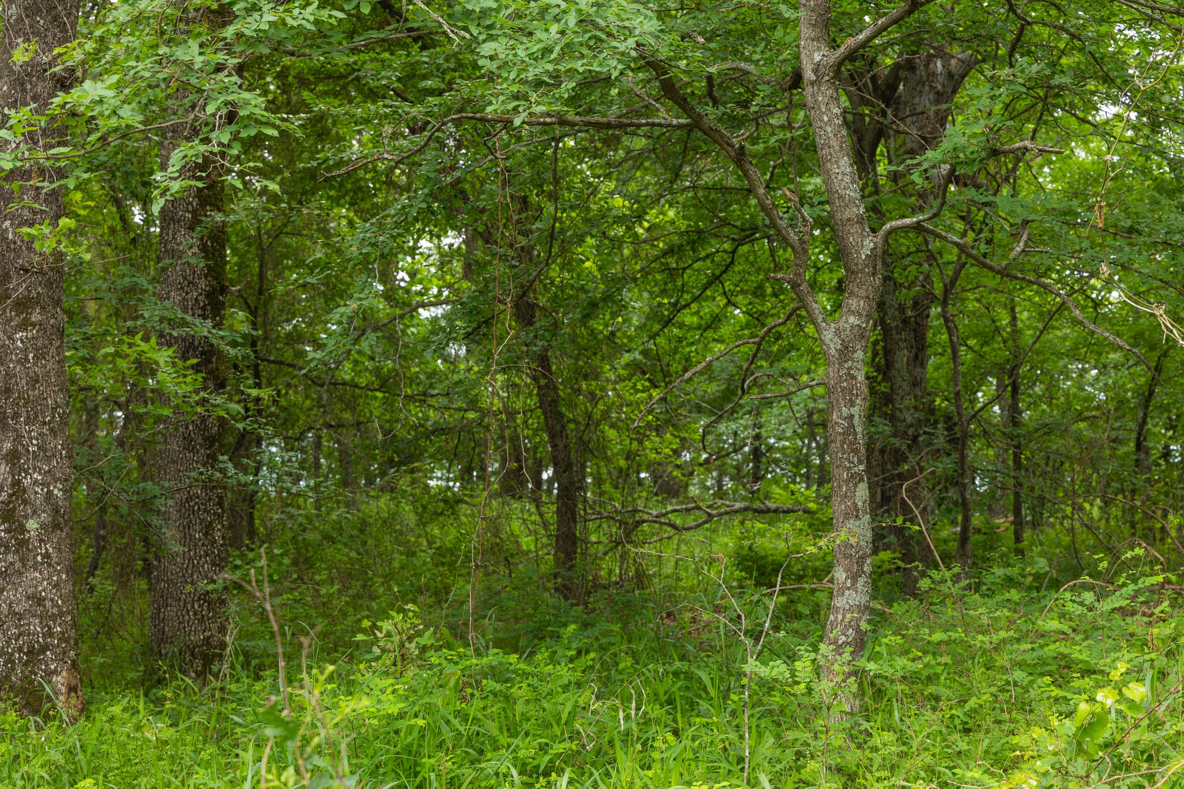 Harmony Hills Tract 13 photo 18