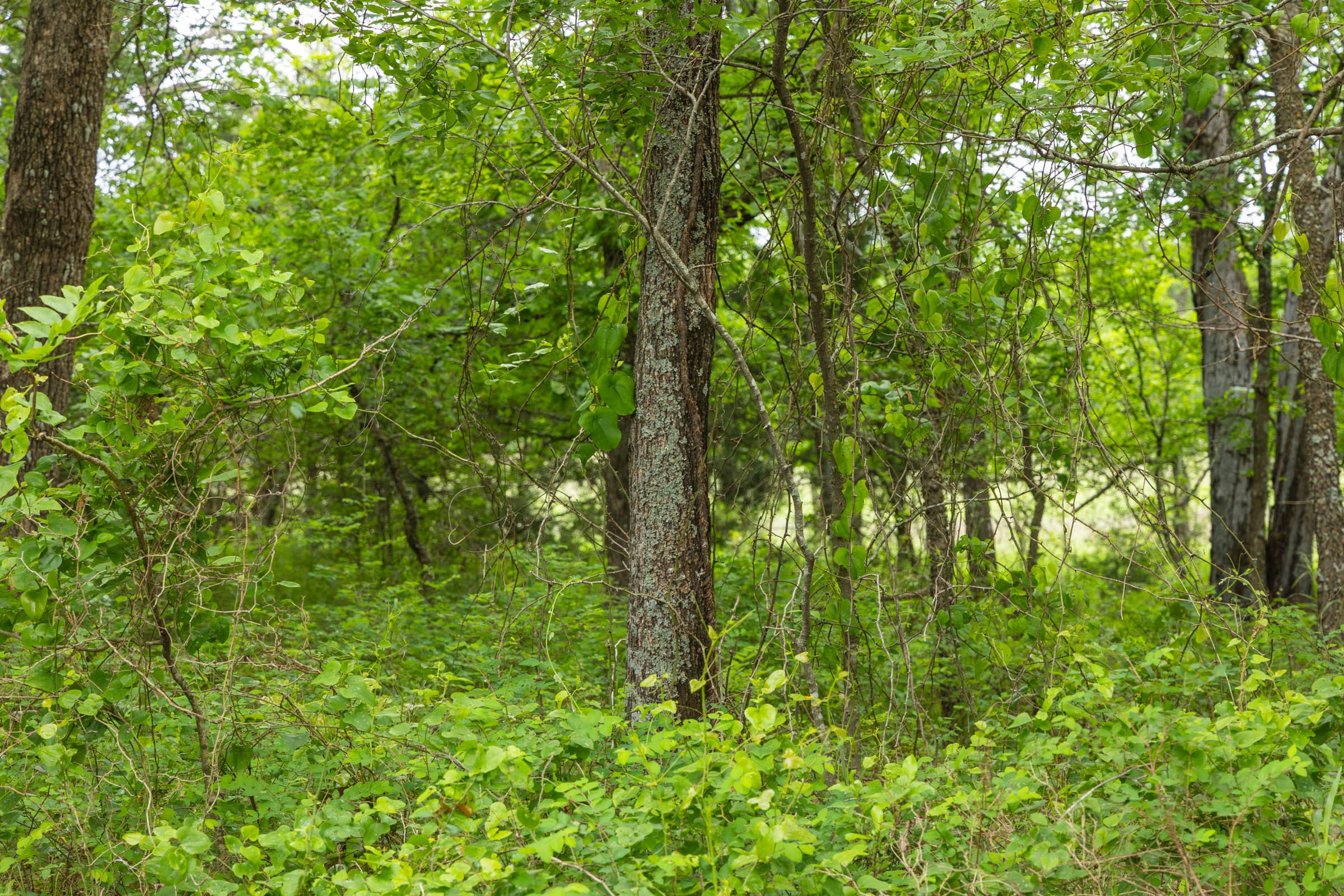 Harmony Hills Tract 13 photo 5