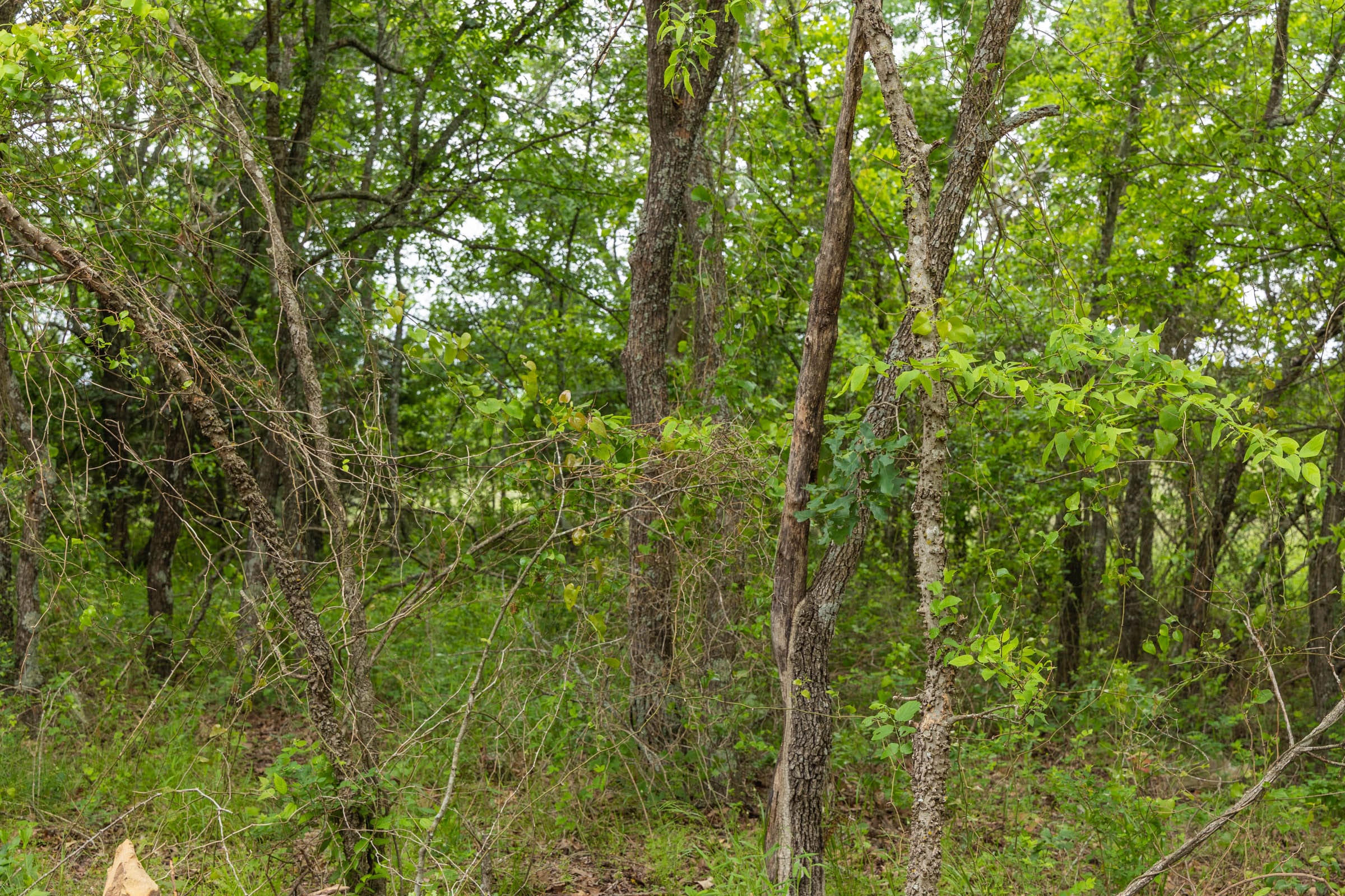 Harmony Hills Tract 13 photo 12