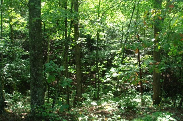 Sugartree Falls Tract 31 photo 3