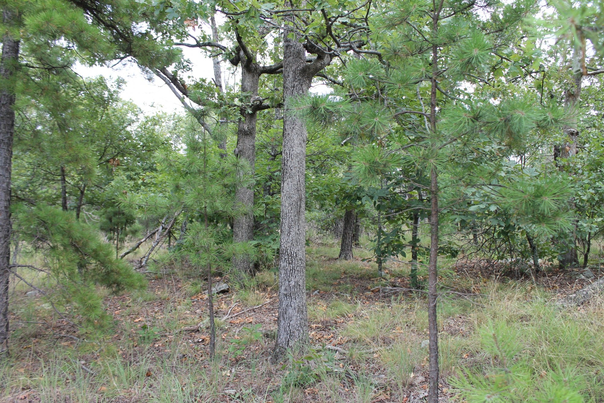 Trophy Ridge Phase III Tract 10 photo 3