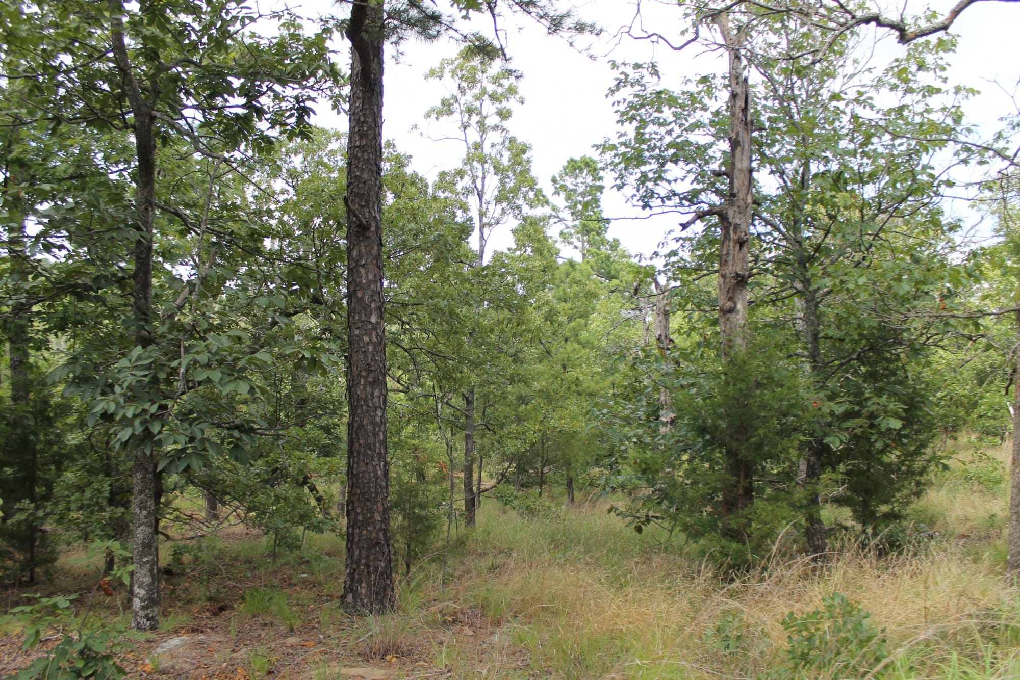 Trophy Ridge Phase III Tract 10 photo 1