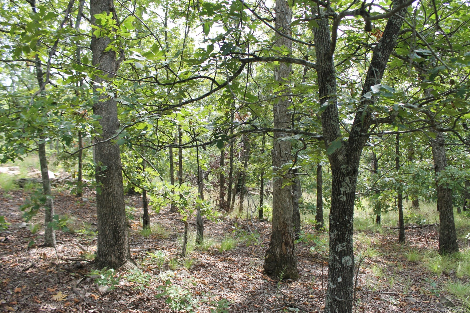 Trophy Ridge Phase III Tract 10 photo 4