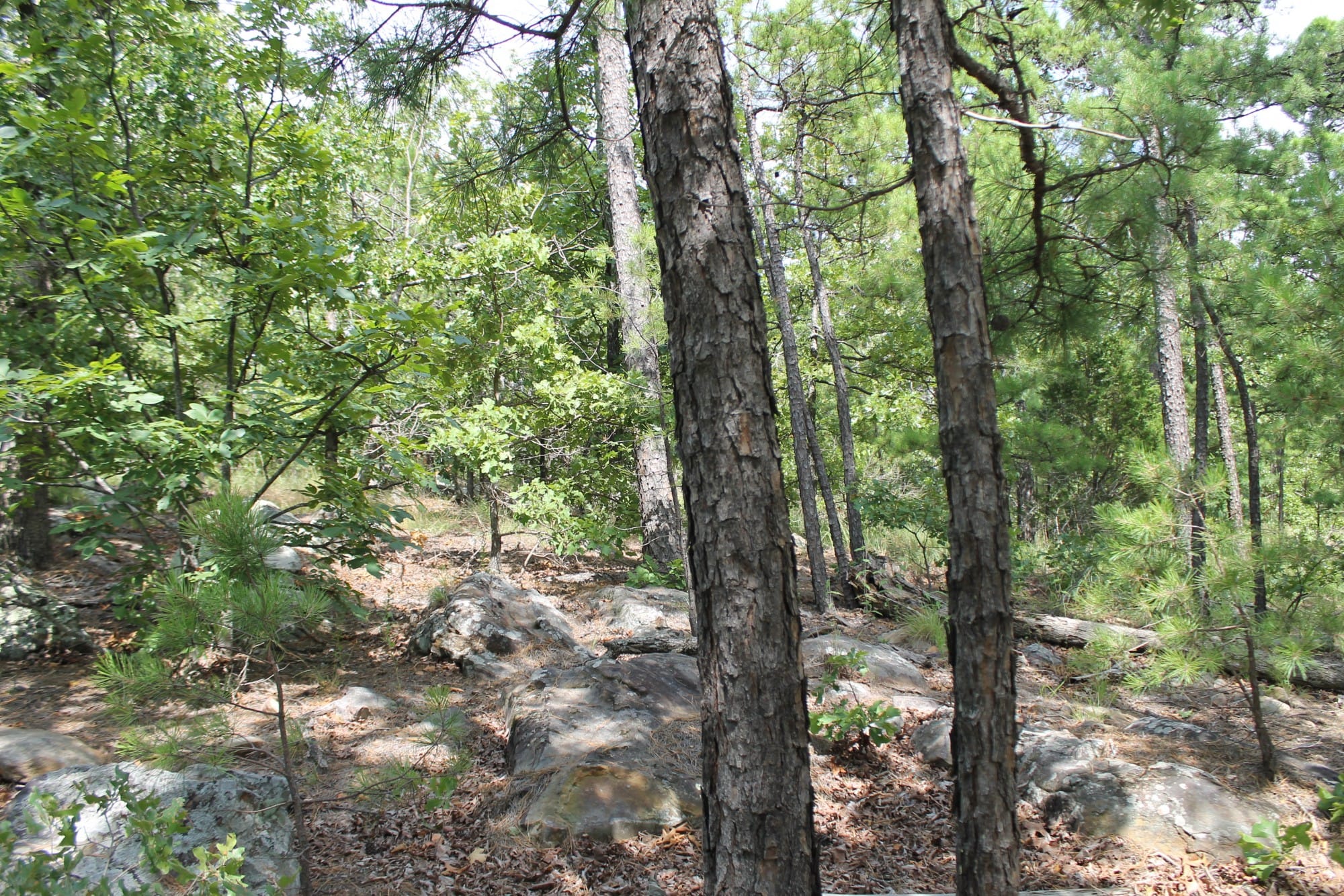 Trophy Ridge Phase III Tract 10 photo 6