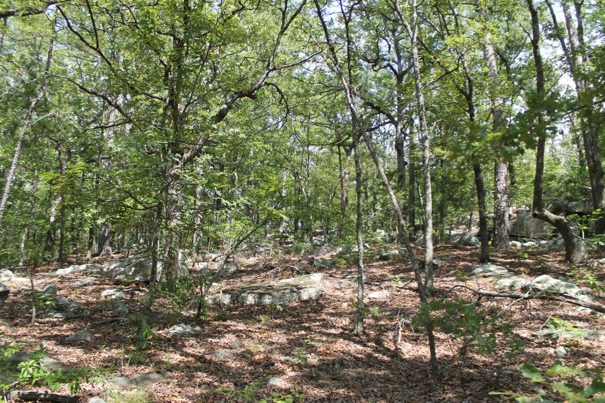 Trophy Ridge Phase III Tract 10 photo 9