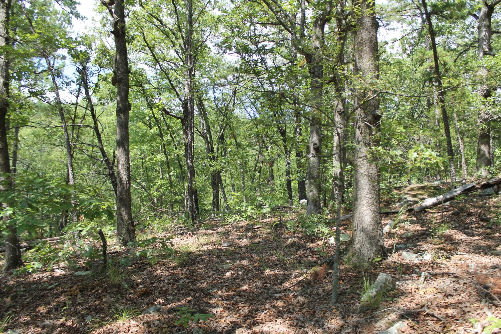 Trophy Ridge Phase III Tract 10 photo 10