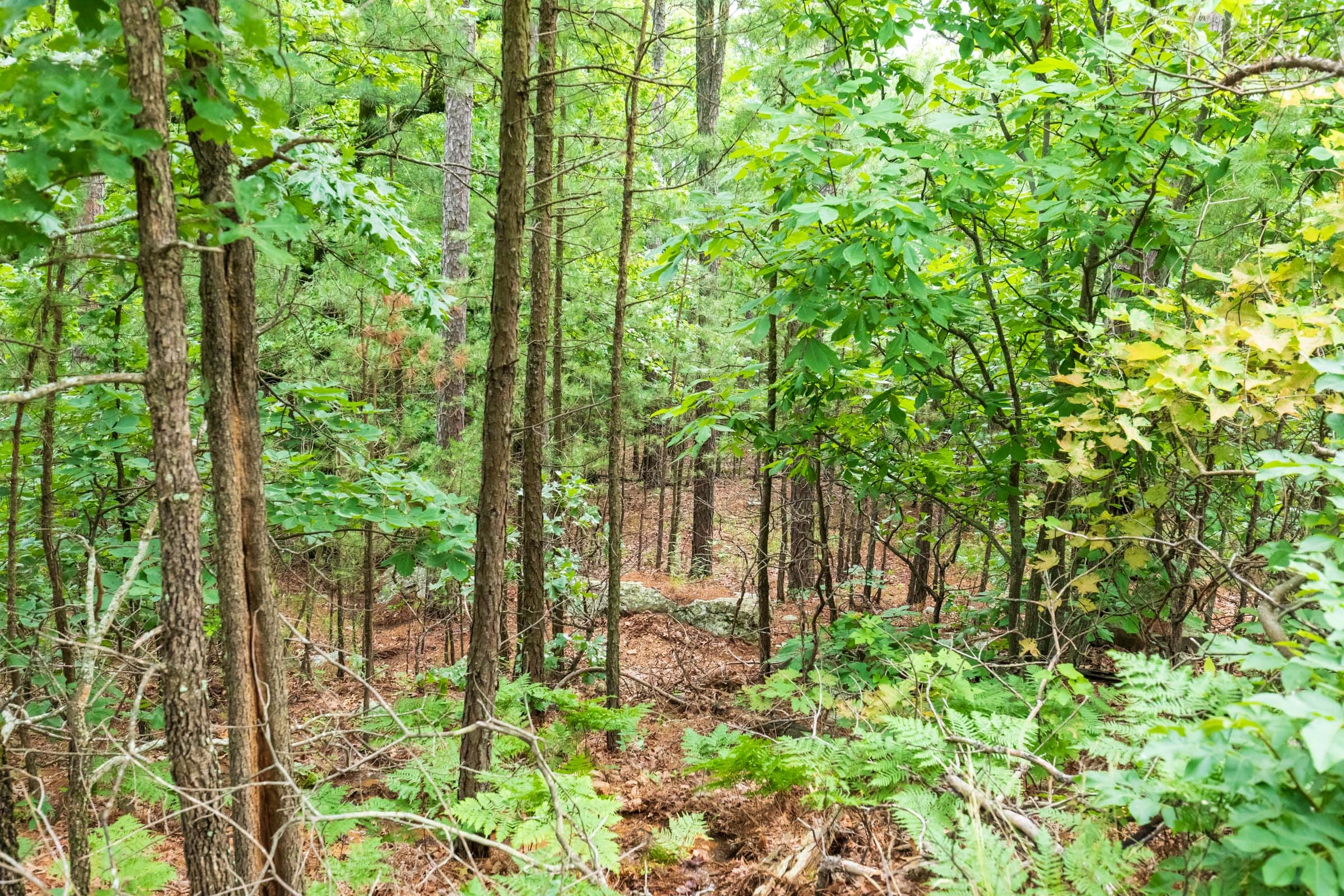 Stone Bridge Phase VI Tract 441 photo 7