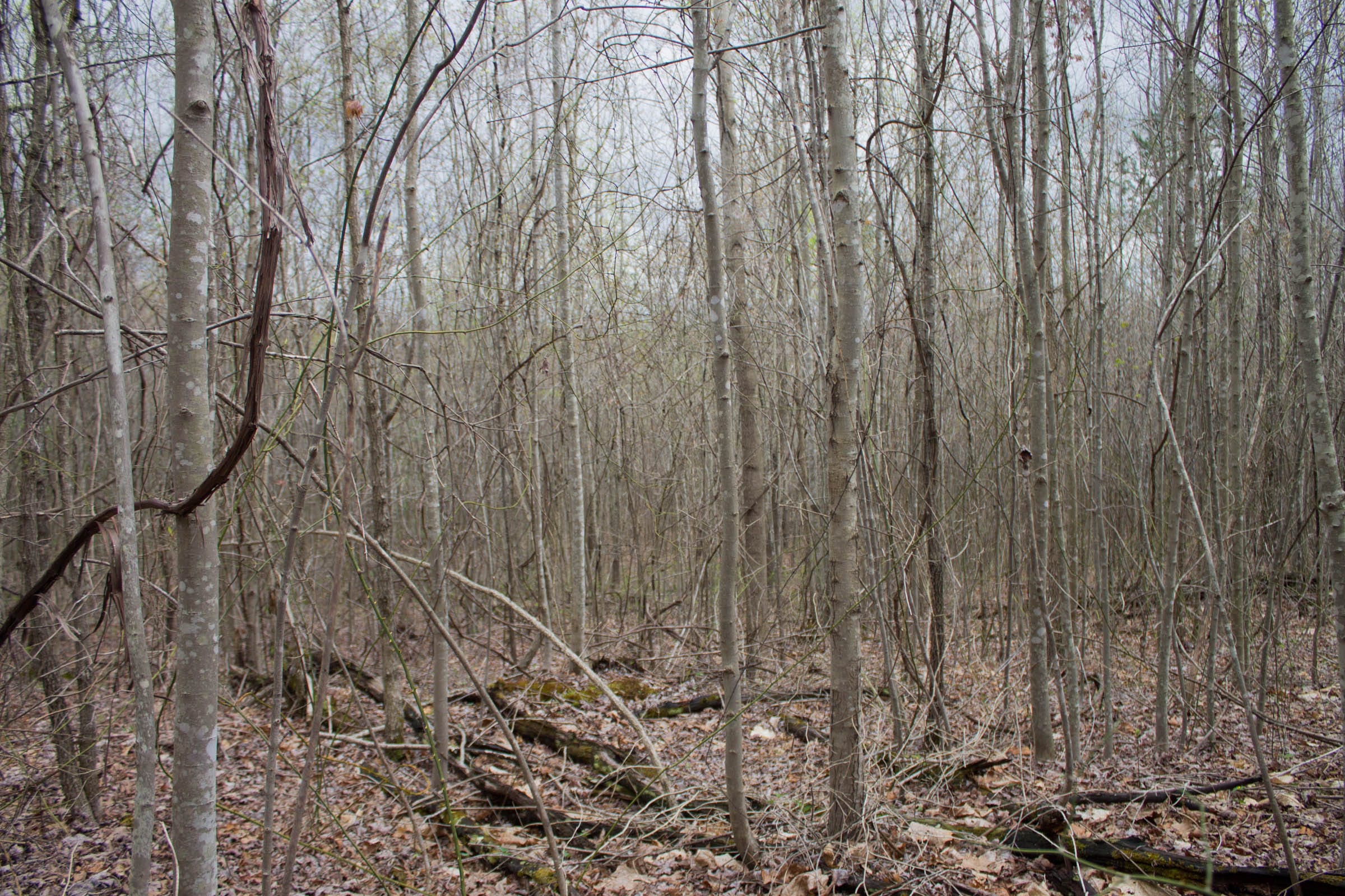 Hidden Hills Tract 40 photo 4