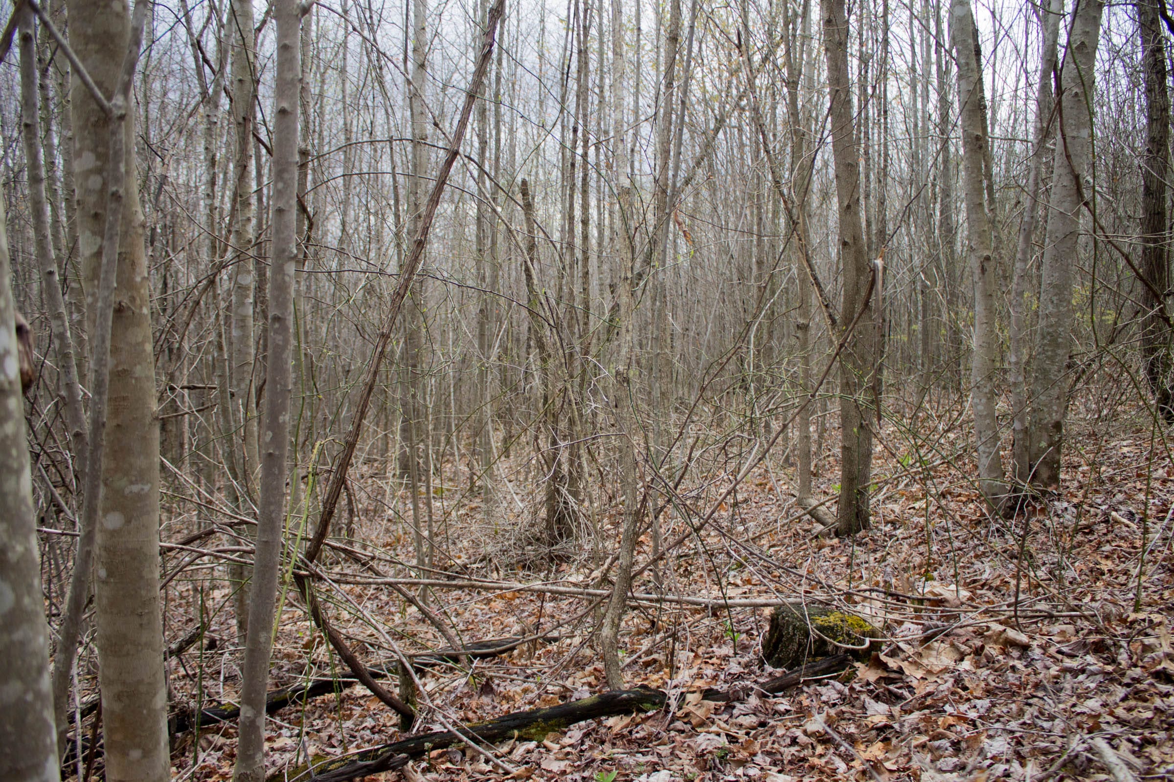 Hidden Hills Tract 40 photo 5