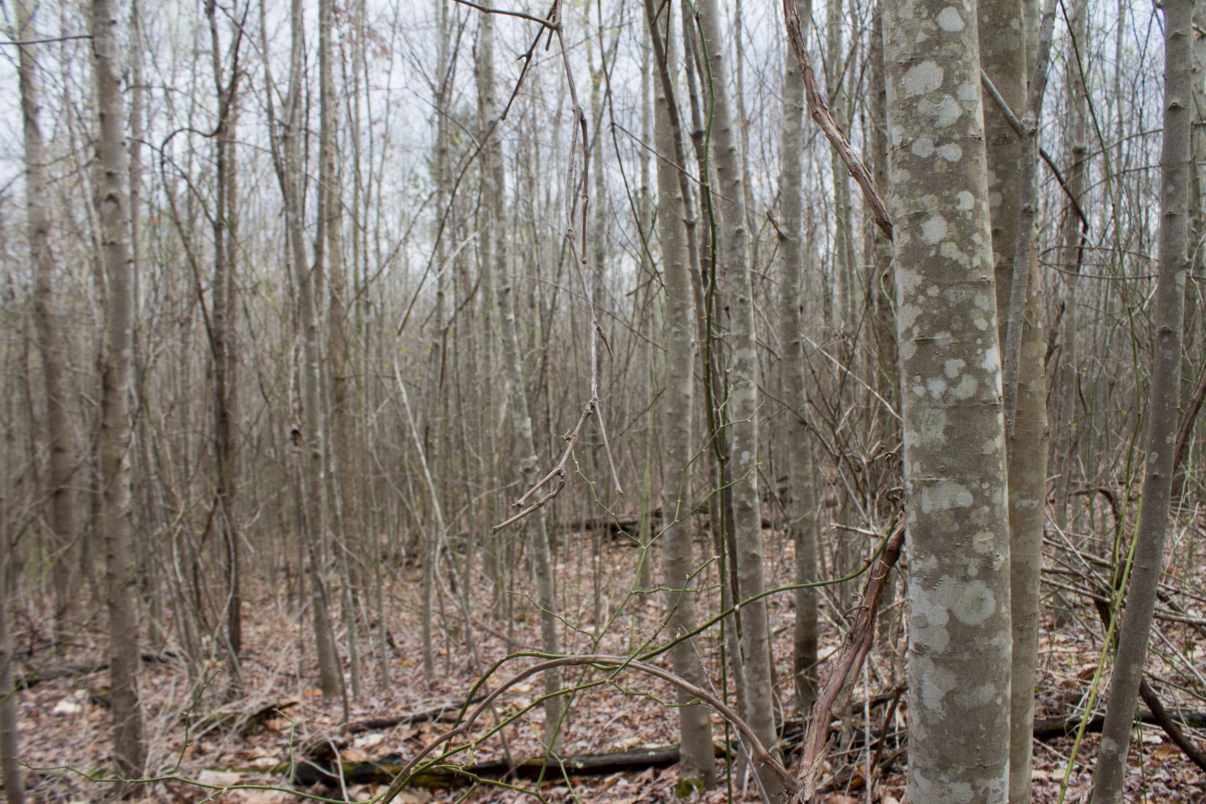 Hidden Hills Tract 40 photo 6