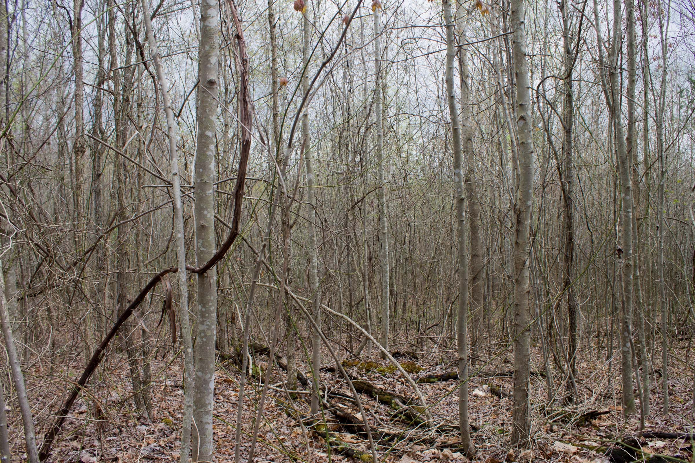 Hidden Hills Tract 40 photo 7