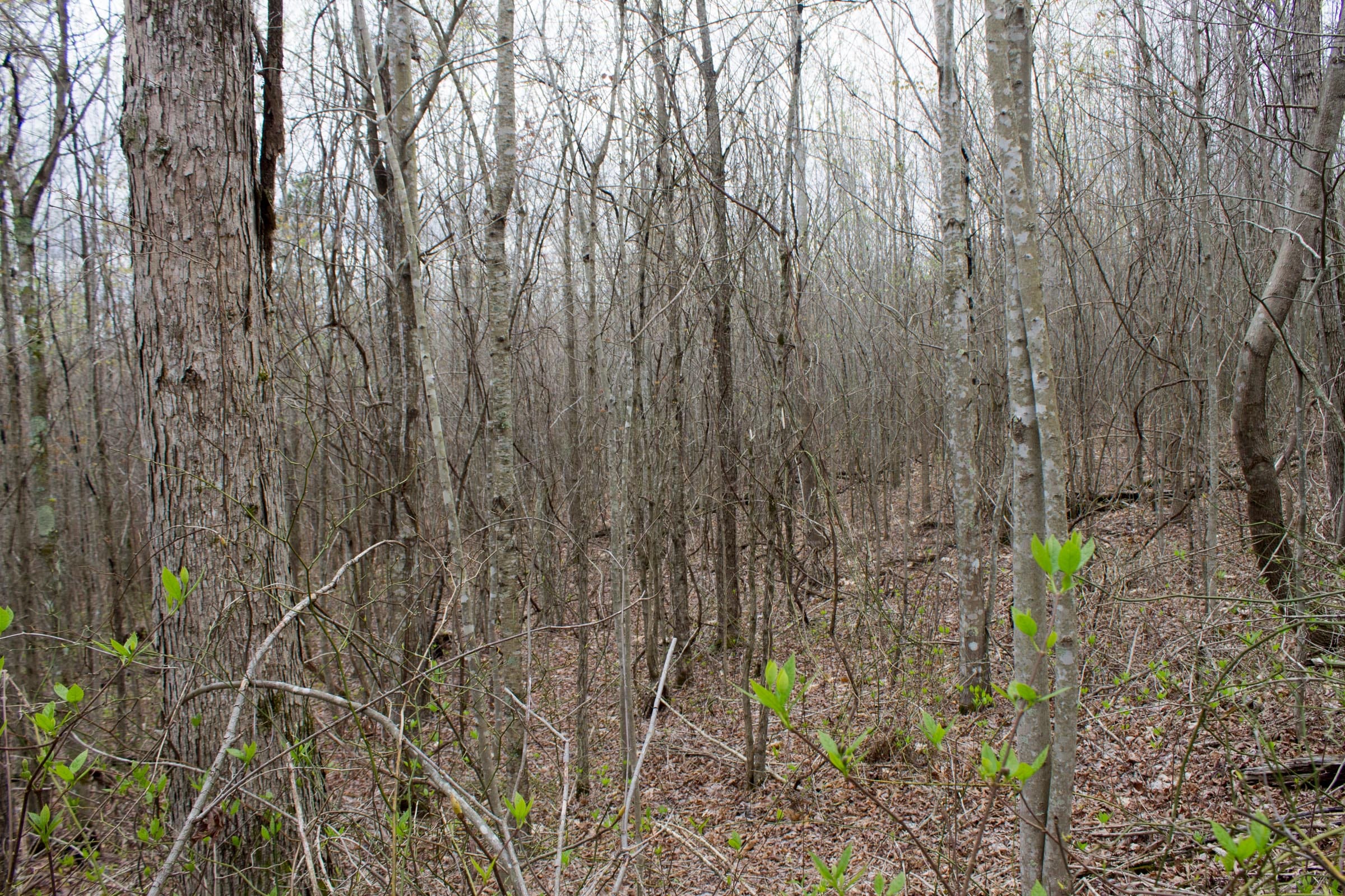 Hidden Hills Tract 40 photo 8