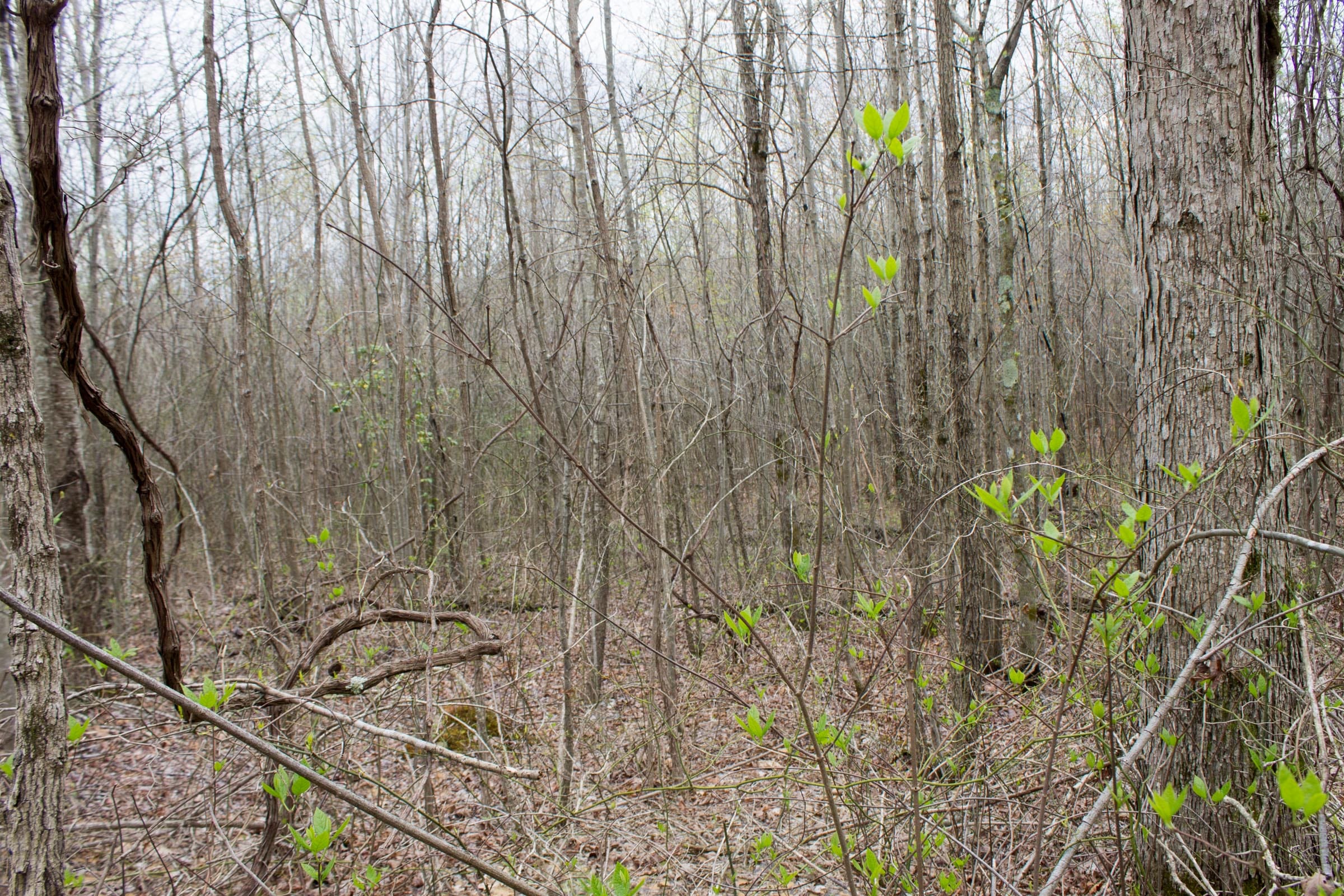 Hidden Hills Tract 40 photo 9