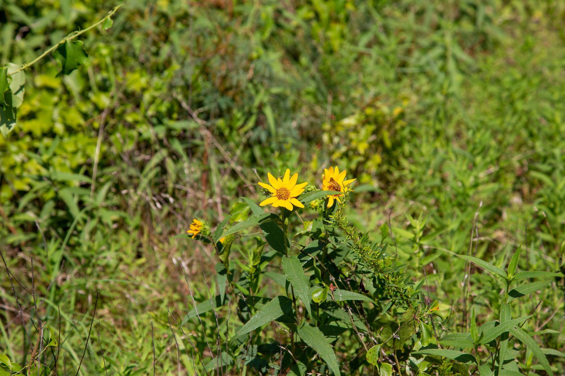 Tyler Stone Ranch Tract 26 photo 11